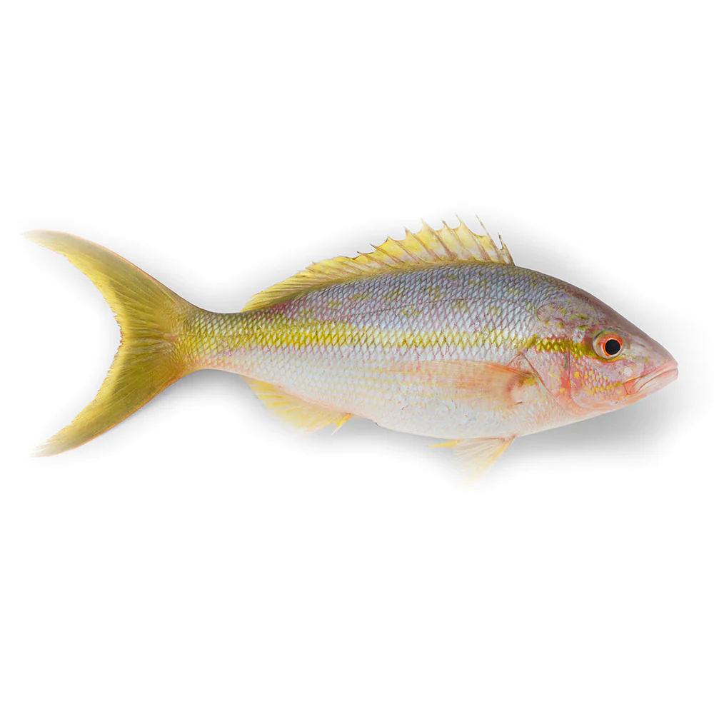 Yellowtail Snapper 1-2 lb (10lb)