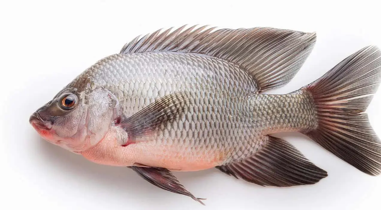 Tilapia 5-7oz (10lb)